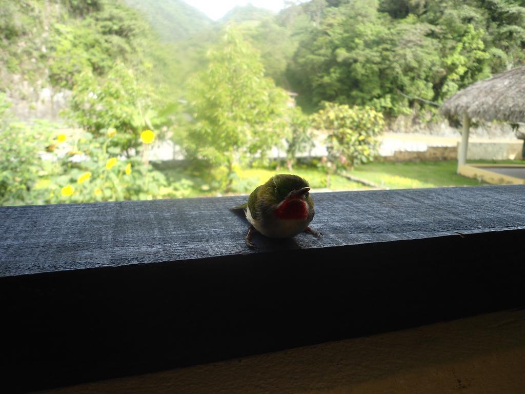 Conrado'S Guesthouse B&B Las Avispas 외부 사진